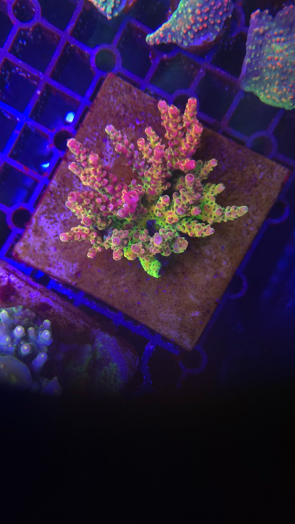 SPS Coral