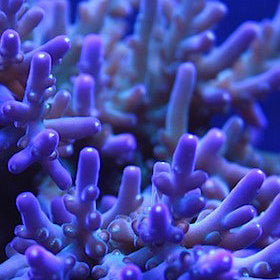 Purple Tip Acropora Granulosa ( Rainbow Rosaria)