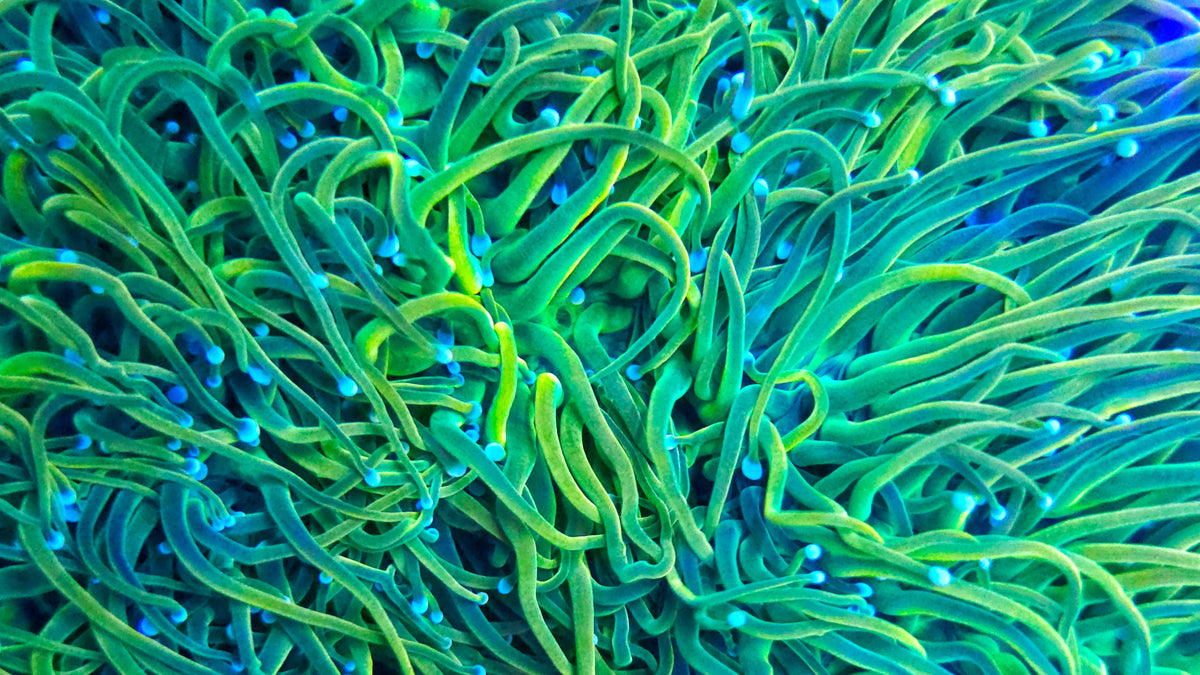 Group of Holy Grail Banana Torch coral colonies with densely extended yellow-green tentacles