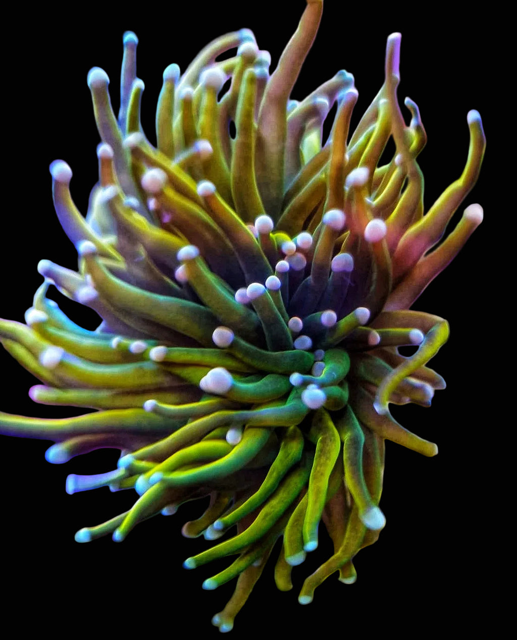 Holy Grail Pink Tip Banana Torch frag with yellow-green tentacles and pale pink rounded tips.