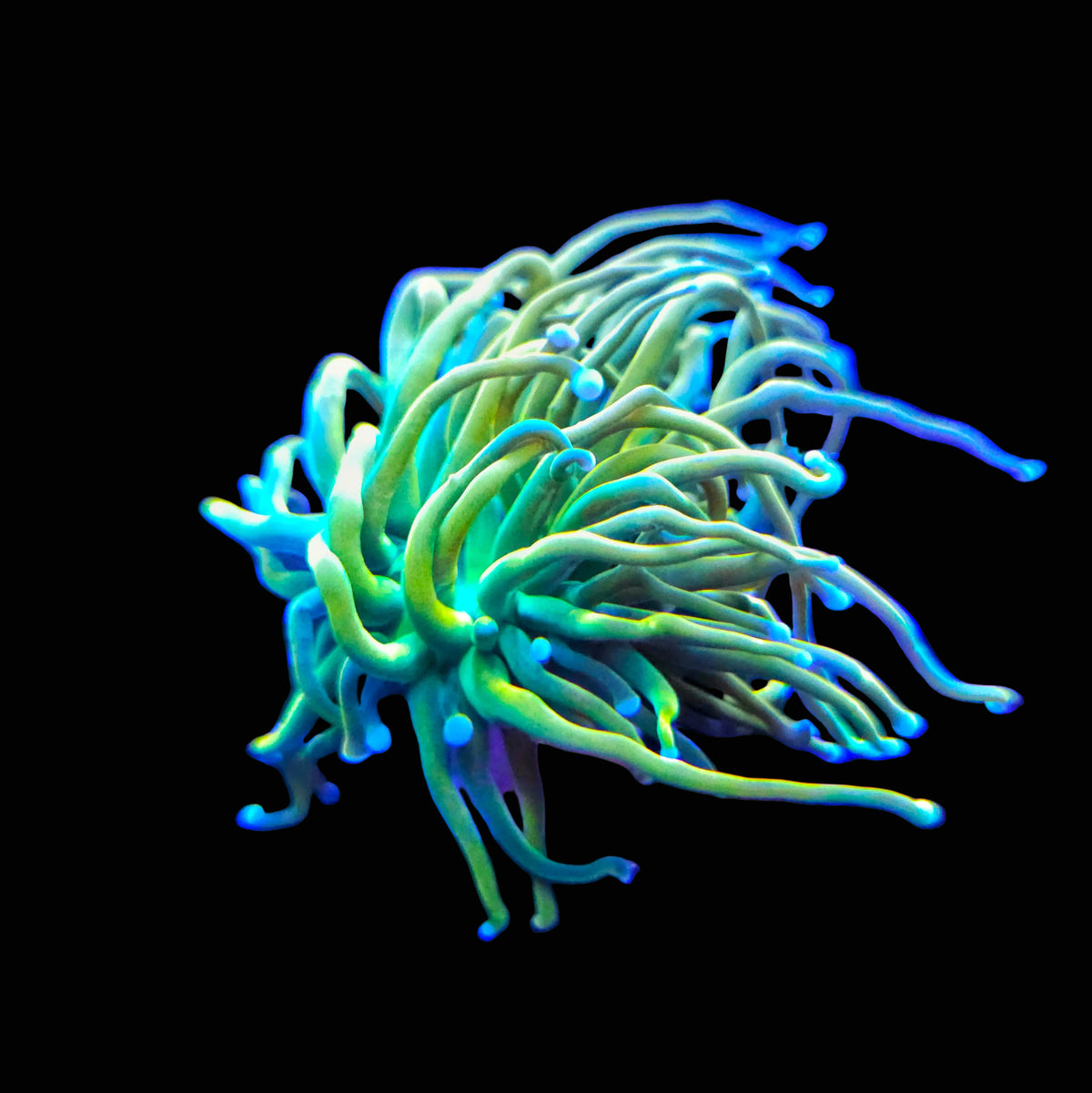 Holy Grail Pink Tip Banana Torch frag with yellow-green tentacles and pale pink rounded tips.