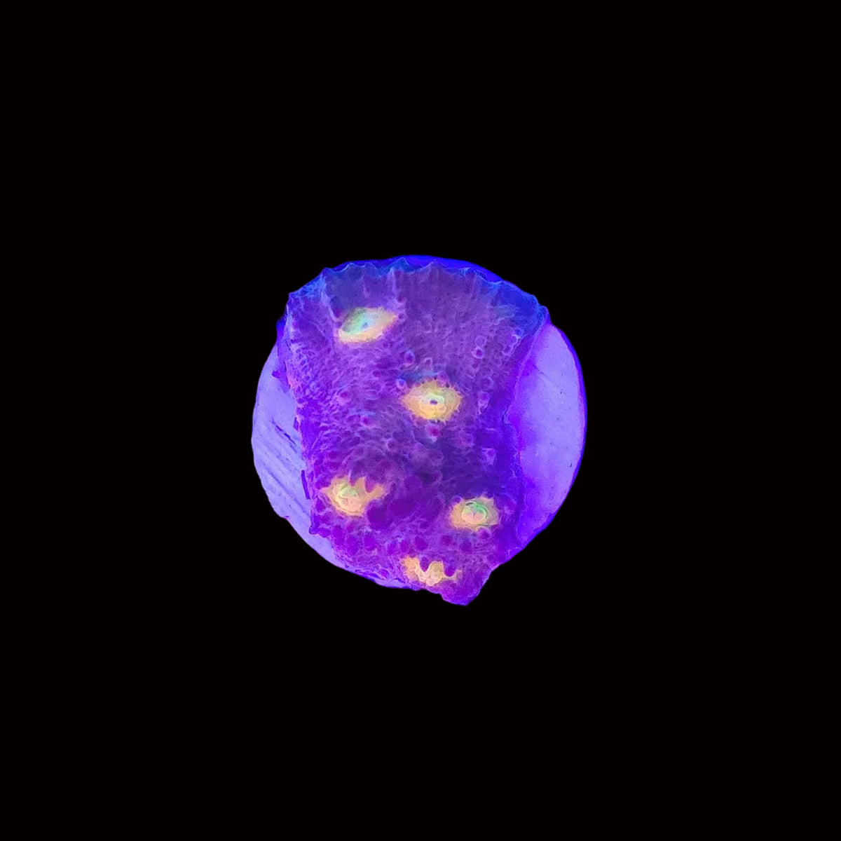 Yellow Eye Chalice
