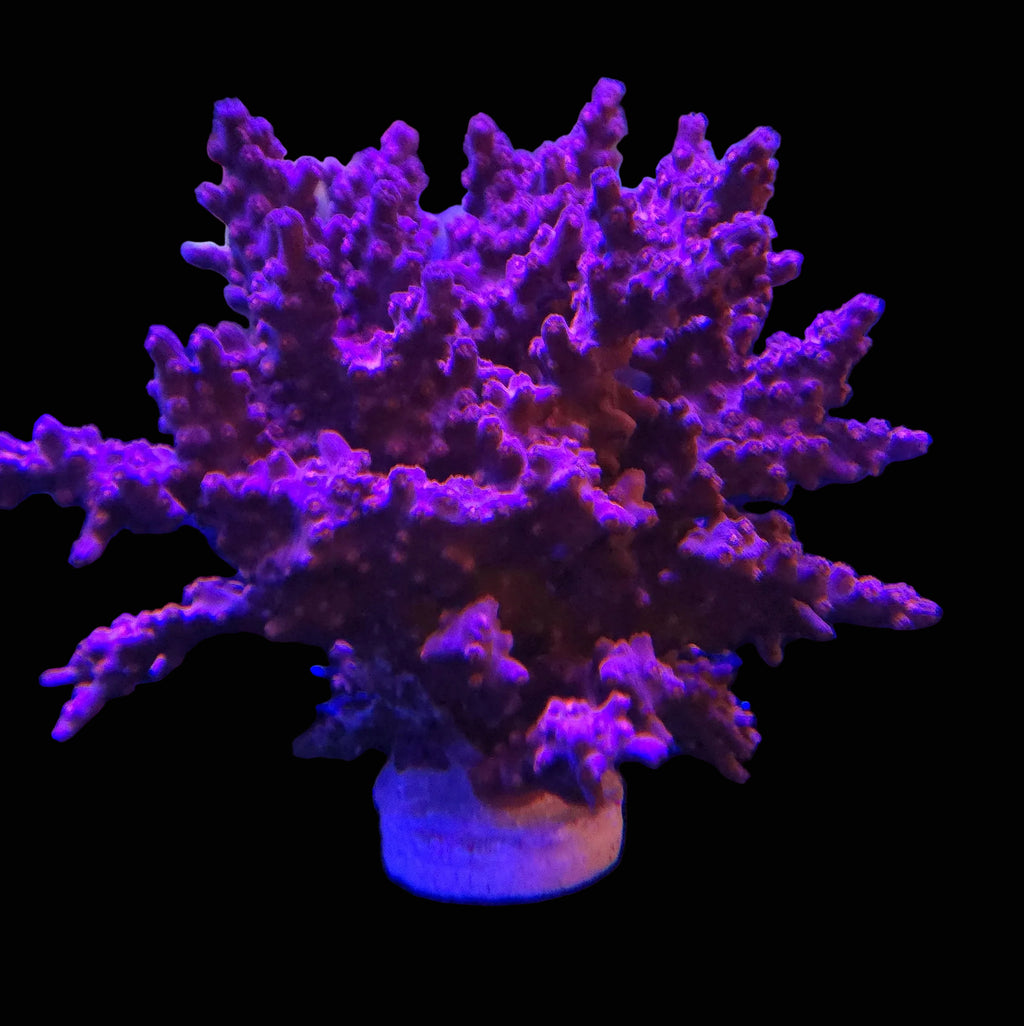 Pink Branching Cyphastrea