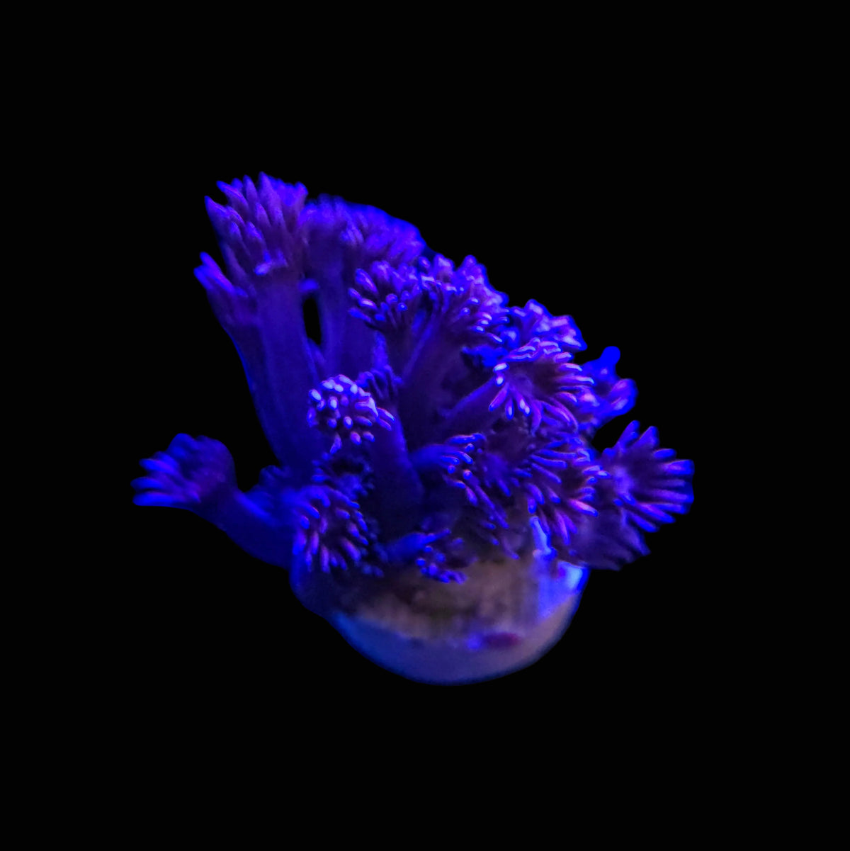 Purple Goniopora