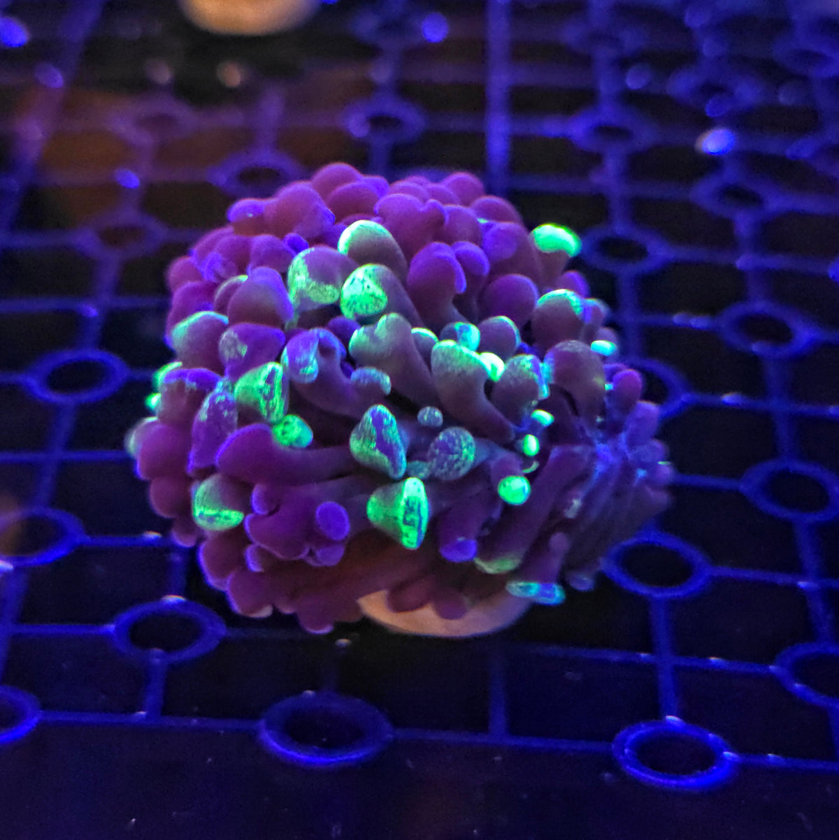 Toxic Green Splatter Hammer