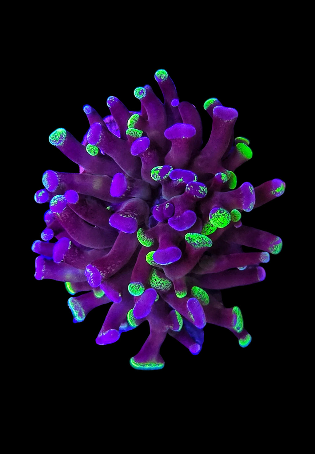 Purple coral with green tips on a black background
