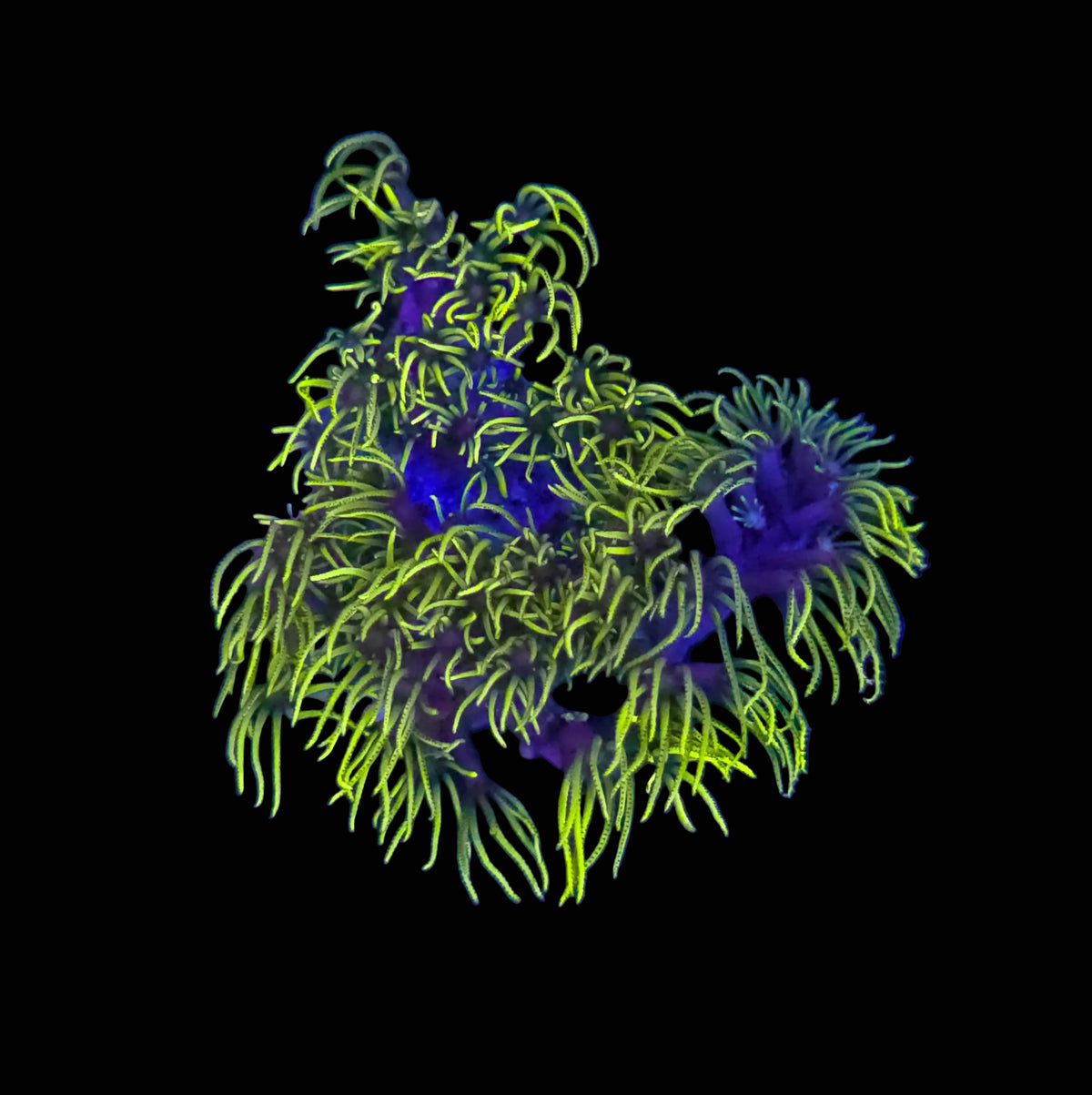 White Flower Toxic Green Star Polyps