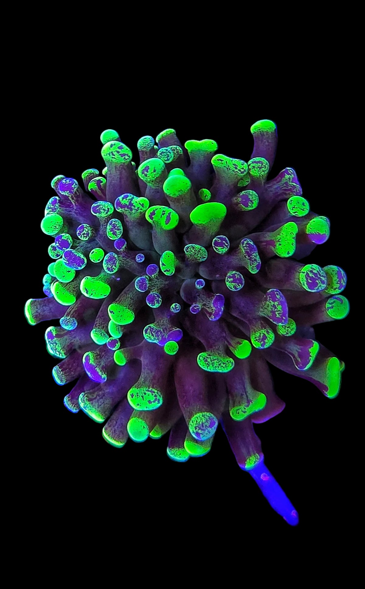 Toxic Green Splatter Hammer