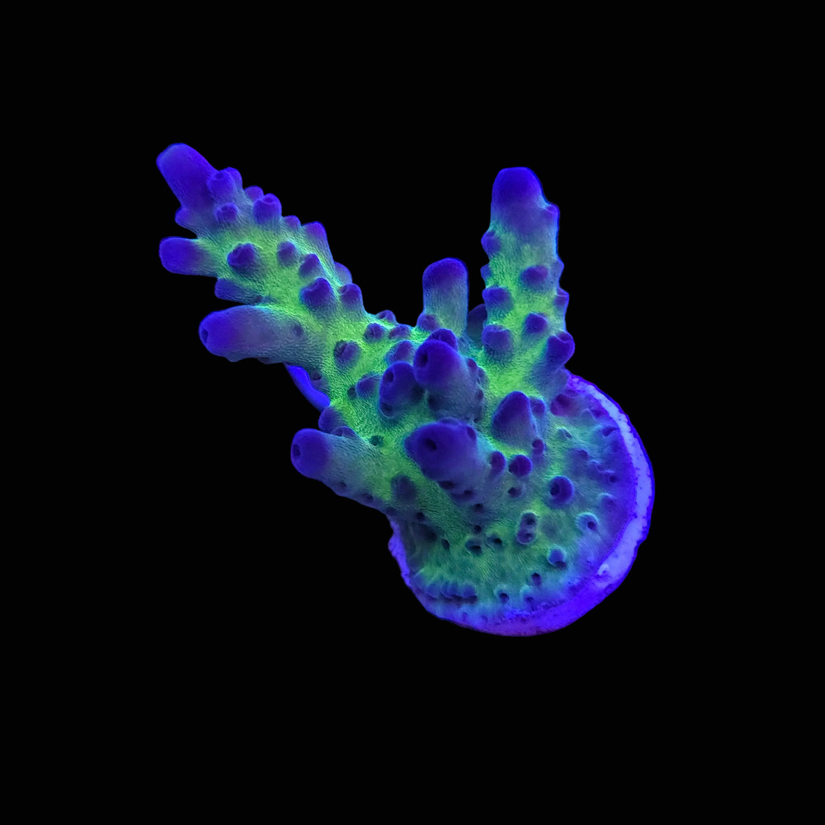 Miyagi Tort Acropora
