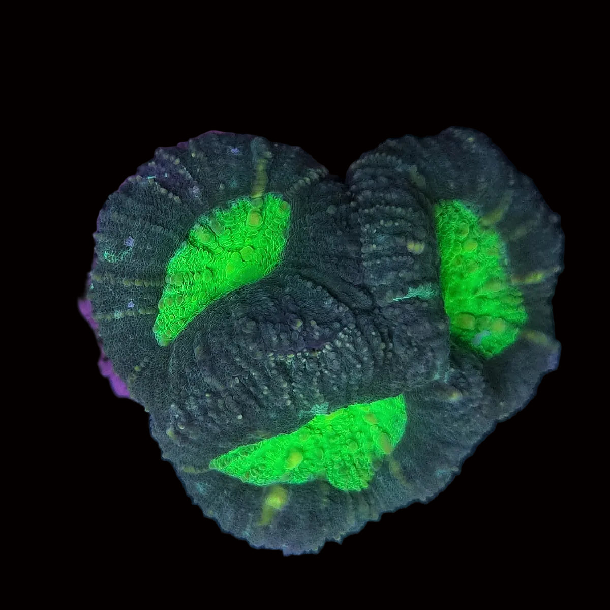 Grey/Purple With Toxic Green Lobophyllia WYSIWYG