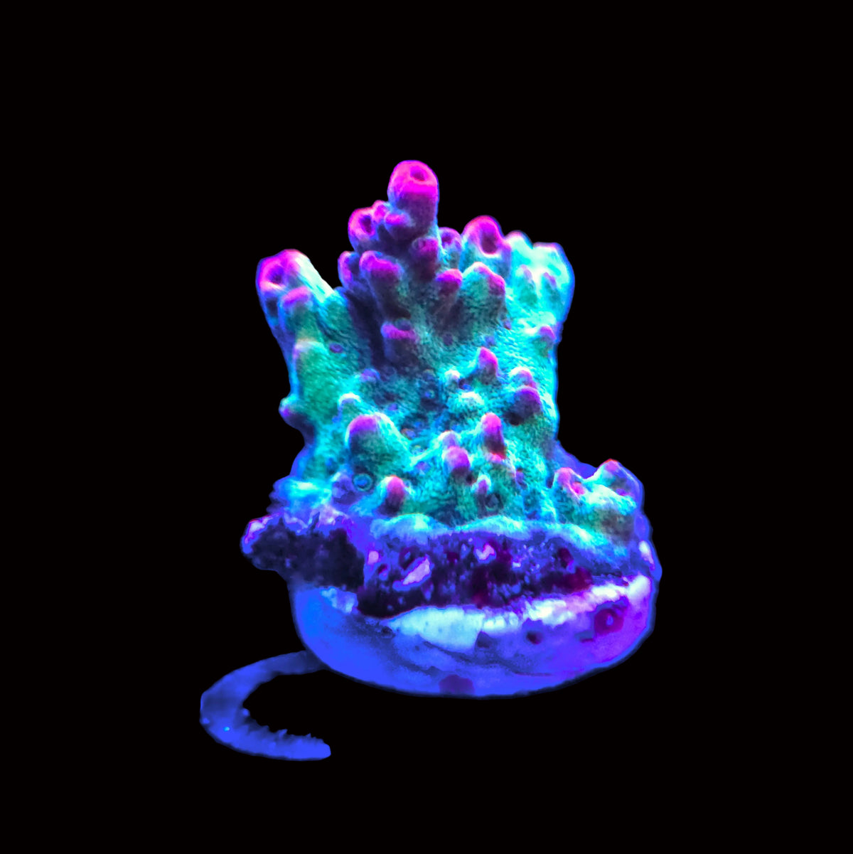 Strawberry Shortcake Acropora