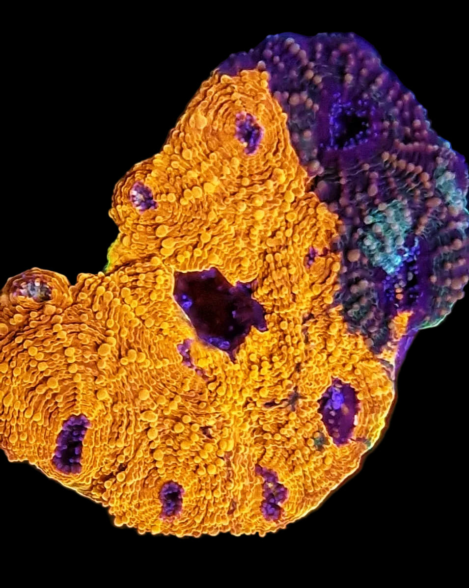 Bright Orange Acan Echinata