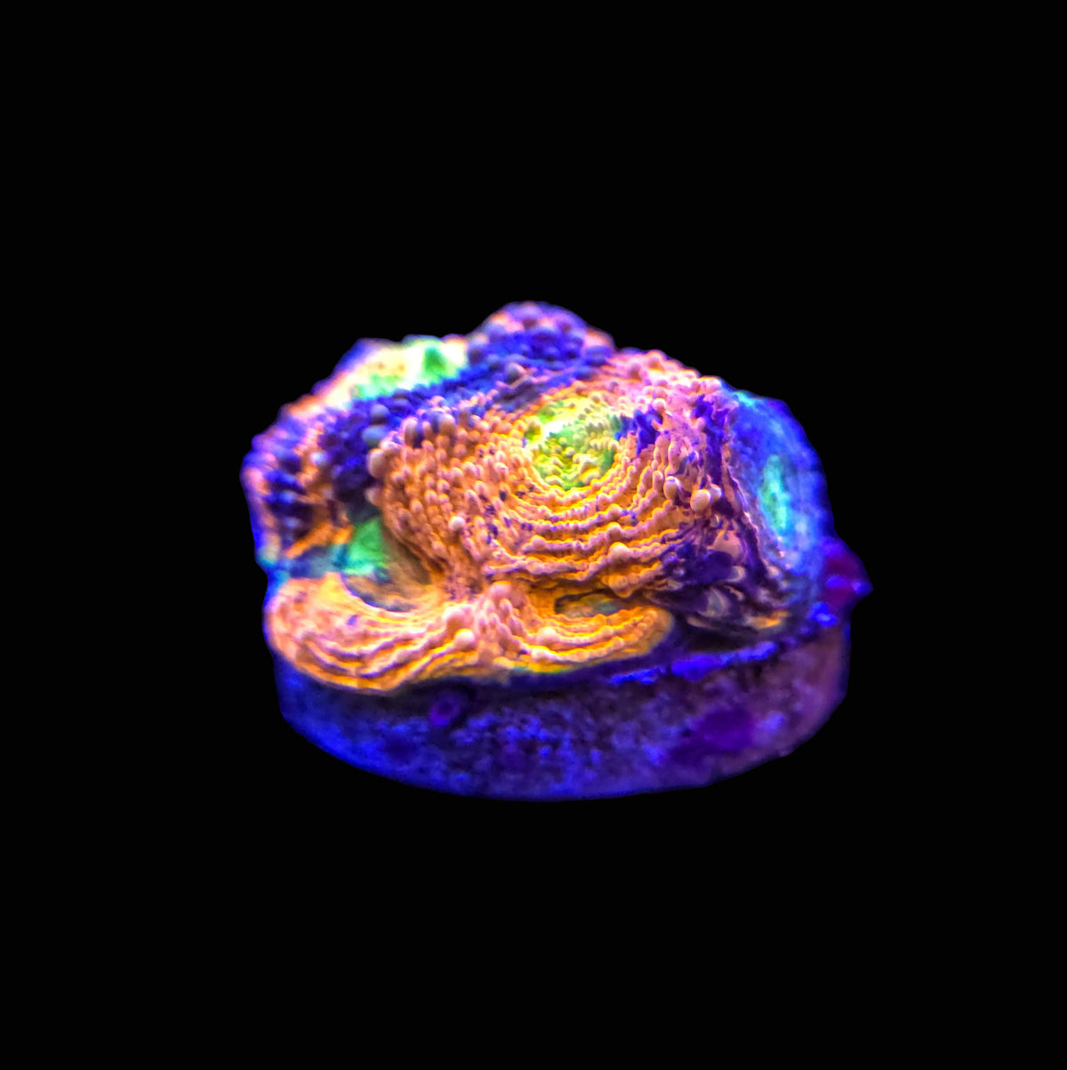 Rainbow Acan Echinata