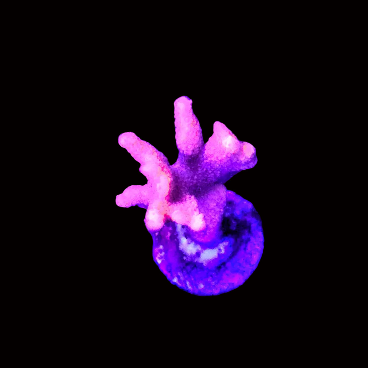 Pink Digitata Montipora