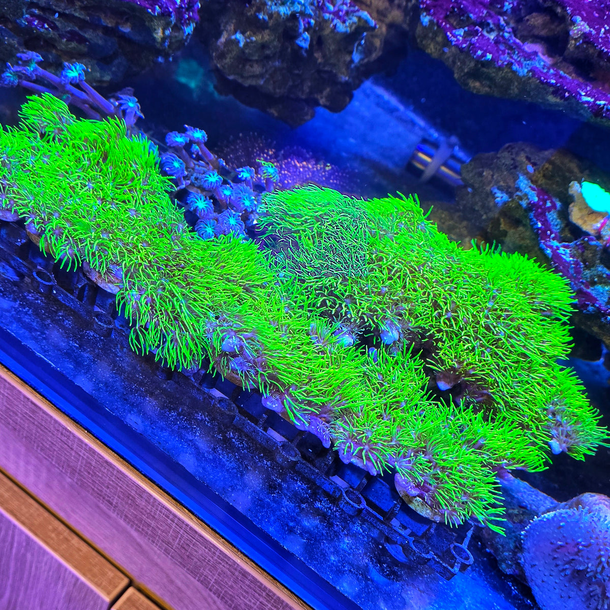 White Flower Toxic Green Star Polyps