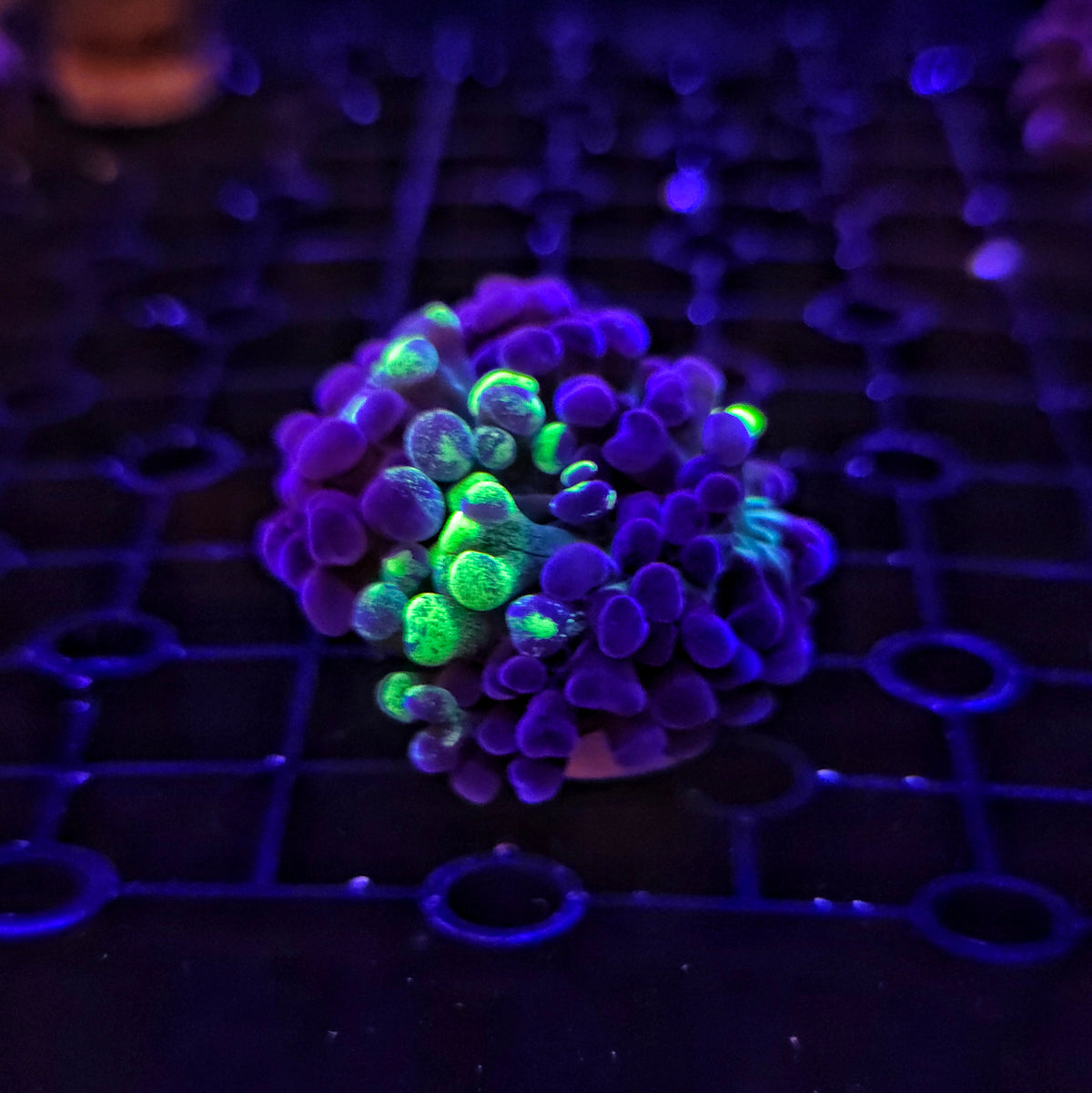 Tri Colour Toxic Green Splatter Hammer