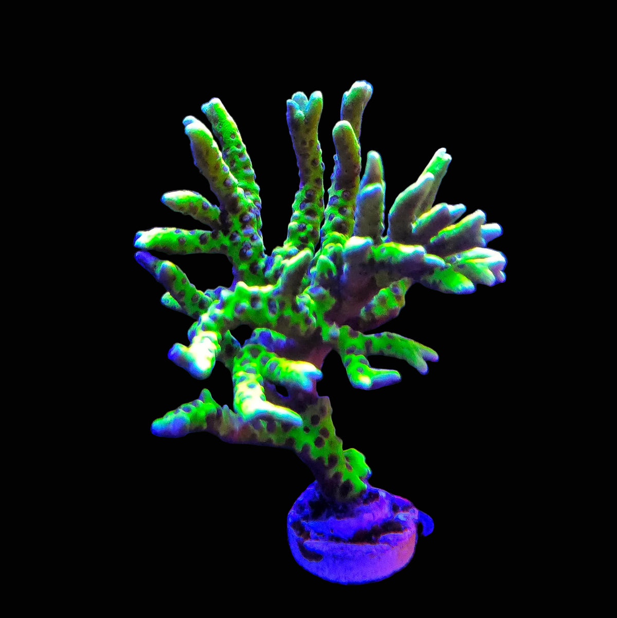 Toxic Green Anacropora