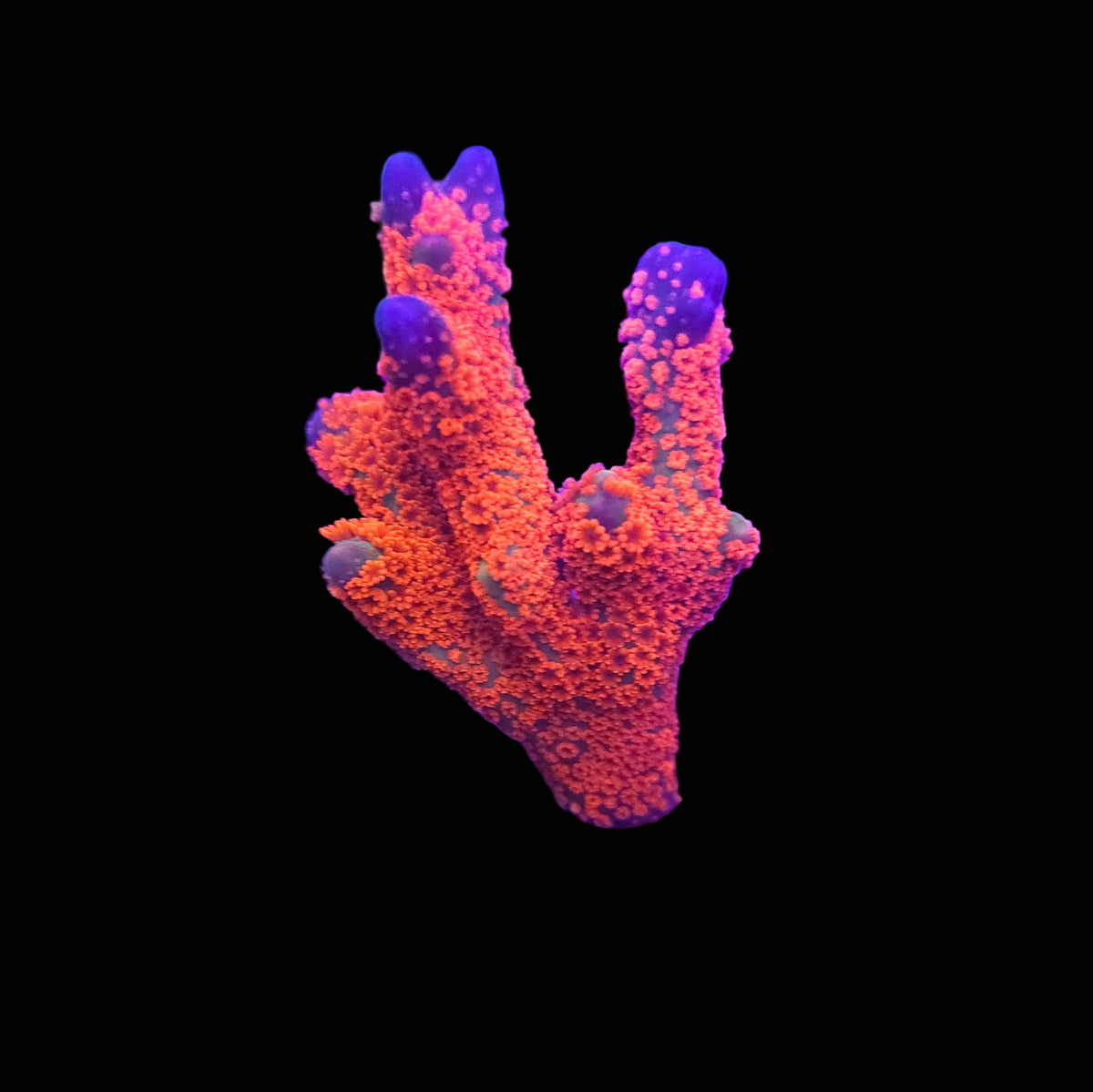 Forest Fire Digitata Montipora