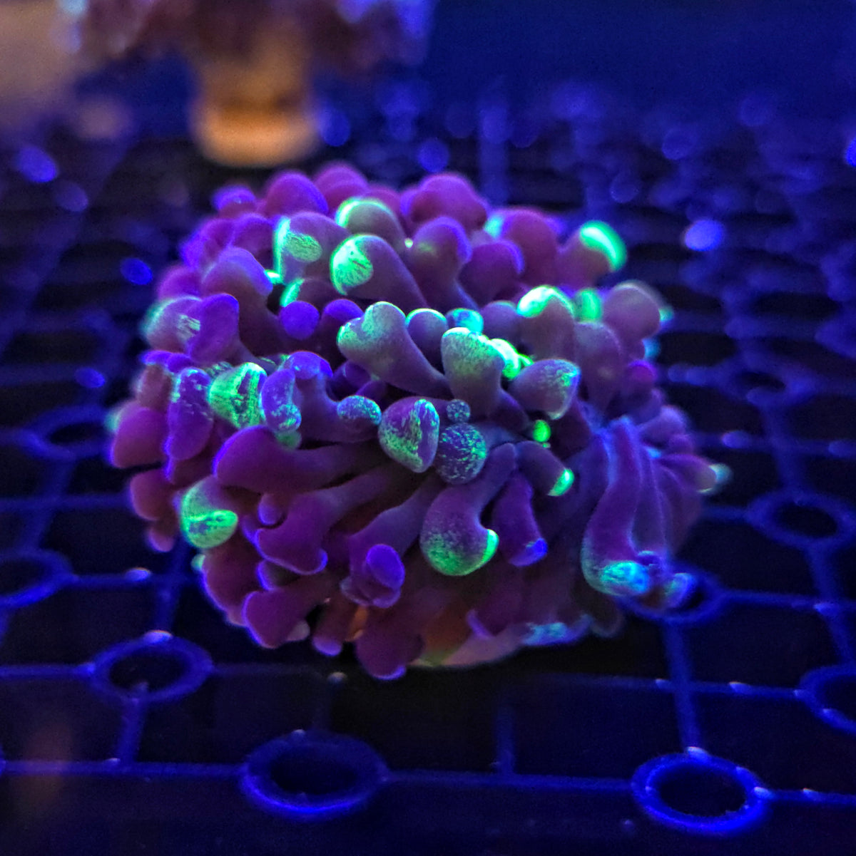 Toxic Green Splatter Hammer