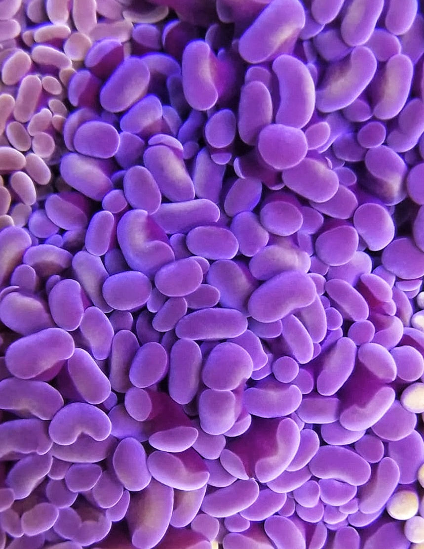 Rosie Purple Hammer