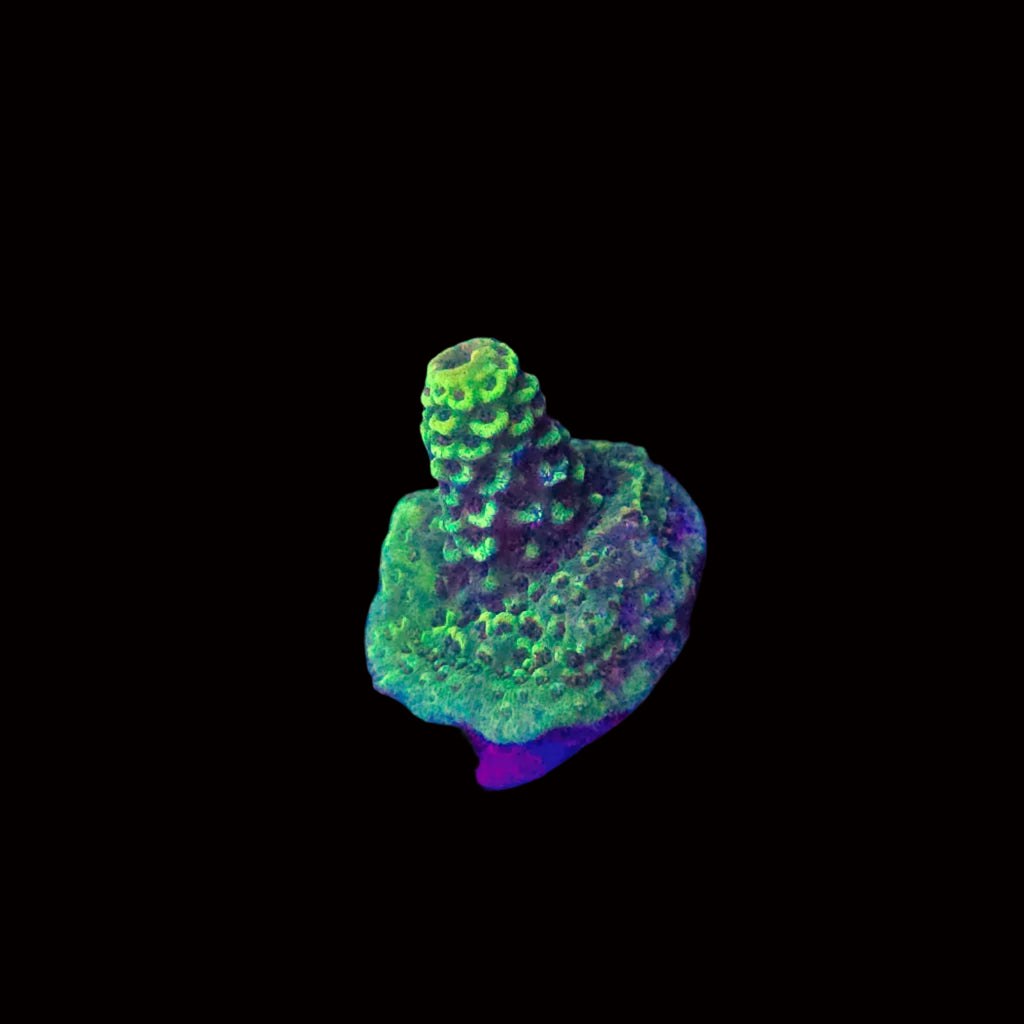 Goldilocks Spathulata Acropora