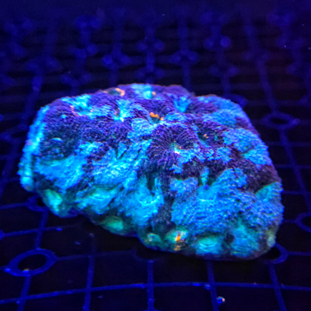 Lesser Tri Colour Acan Echinata