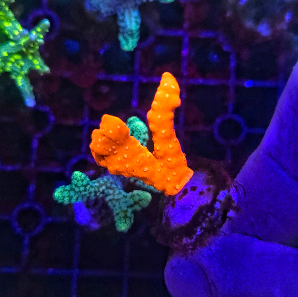 Orange Setosa Montipora