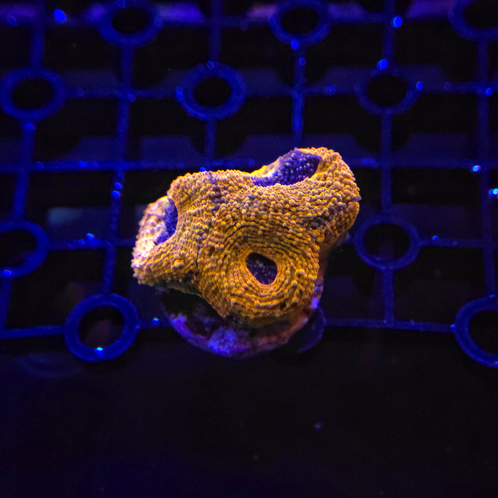 Bright Orange Acan Echinata