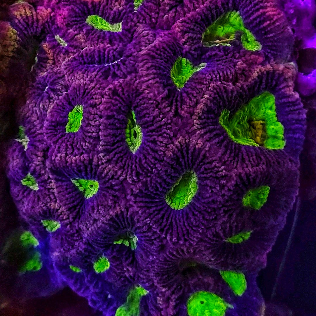 Dragon Soul Favia – 2 Head Frag
