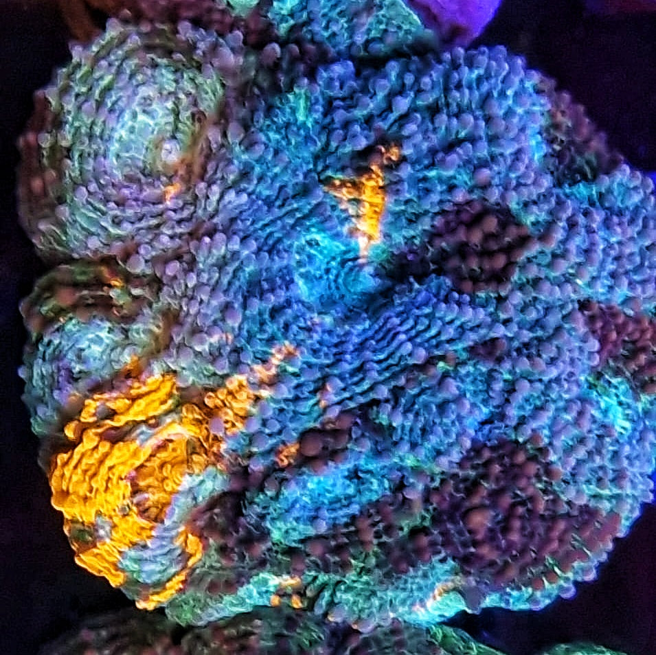 Lesser Tri Colour Acan Echinata