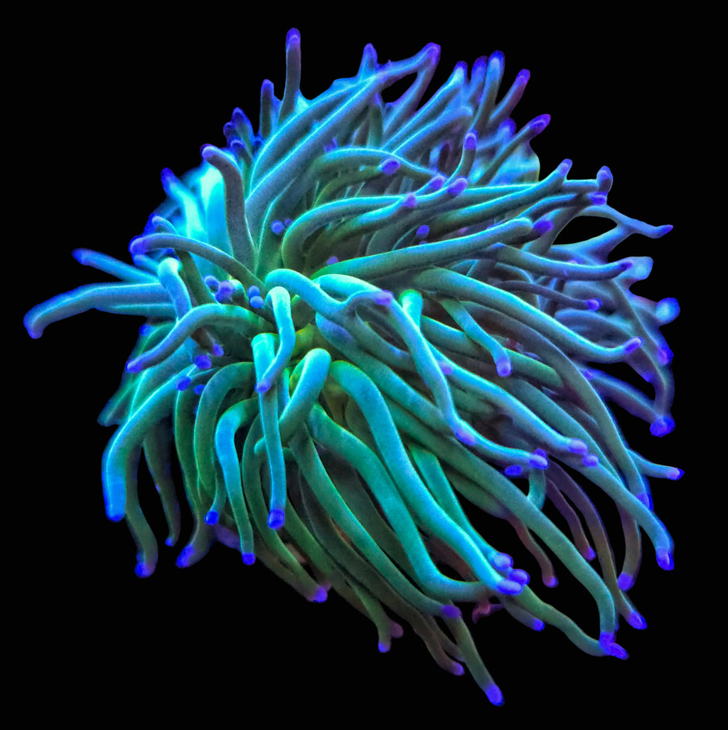 Green with Blue Tip Torch