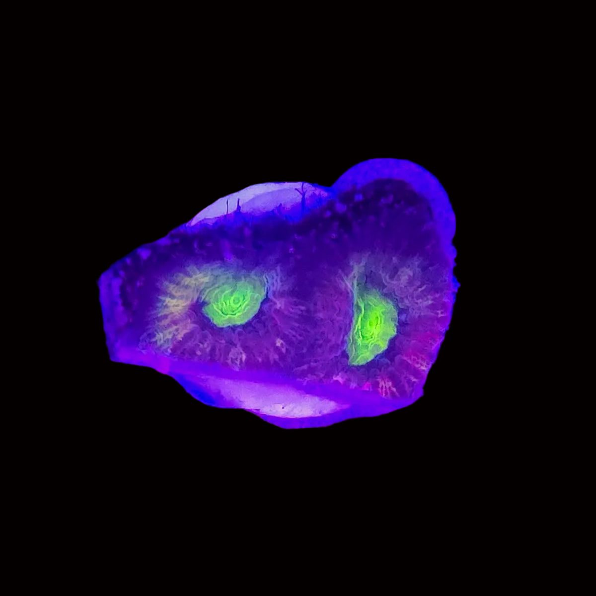 Dragon Soul Favia – 2 Head Frag