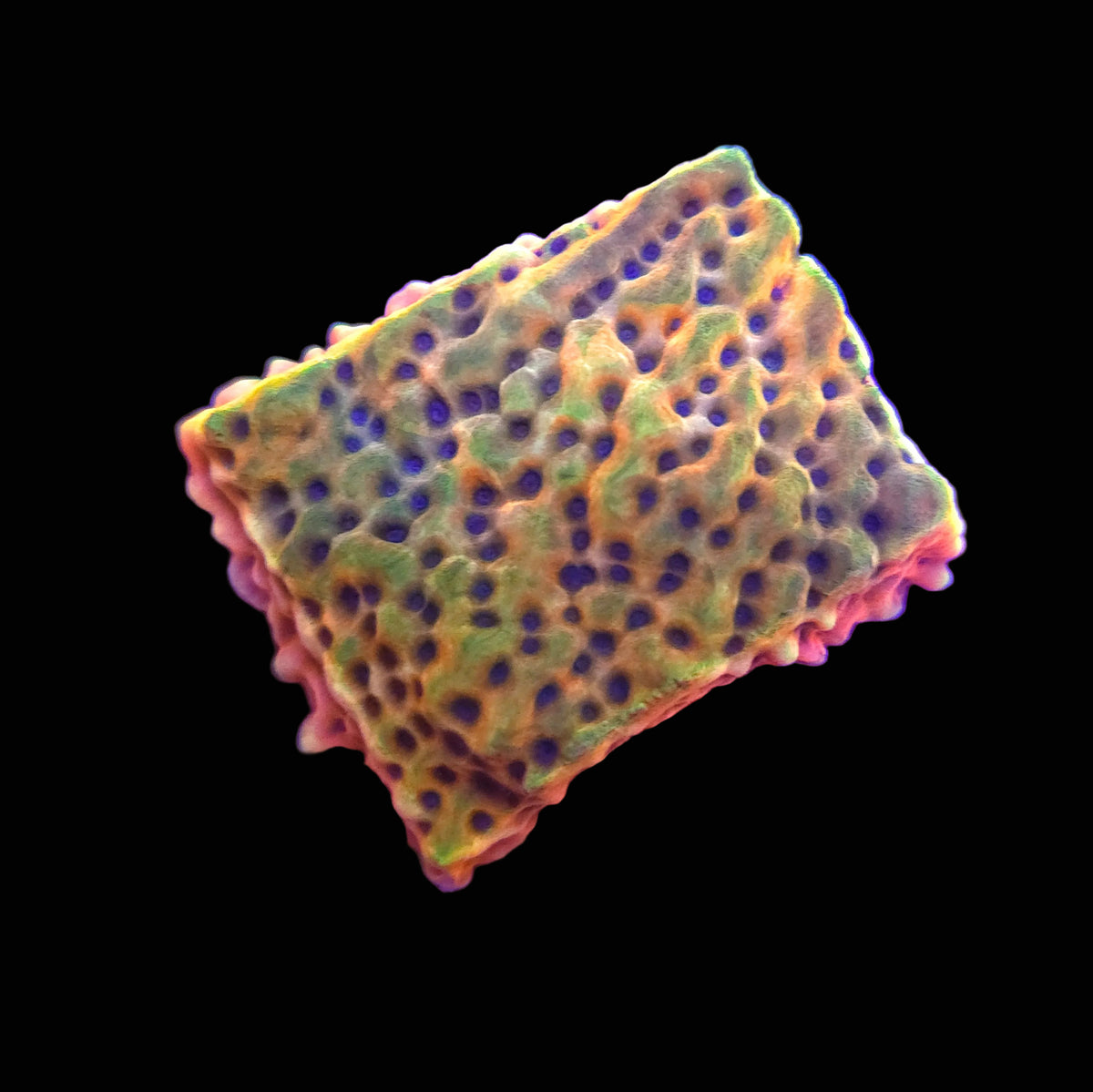Beach Bum Montipora