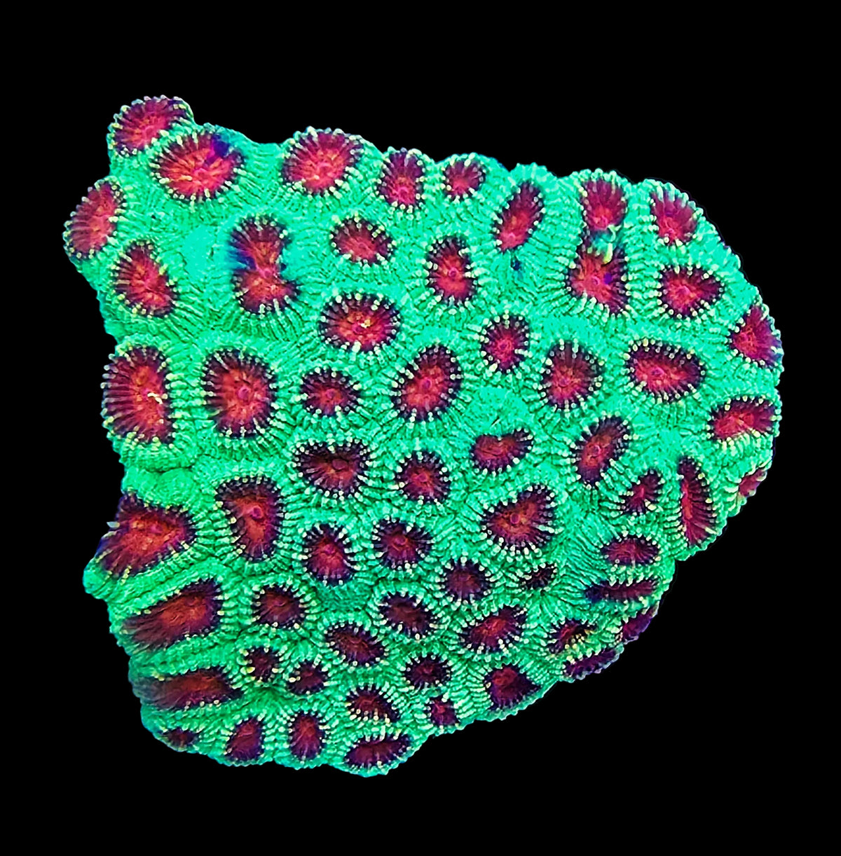 Red and Green Favia