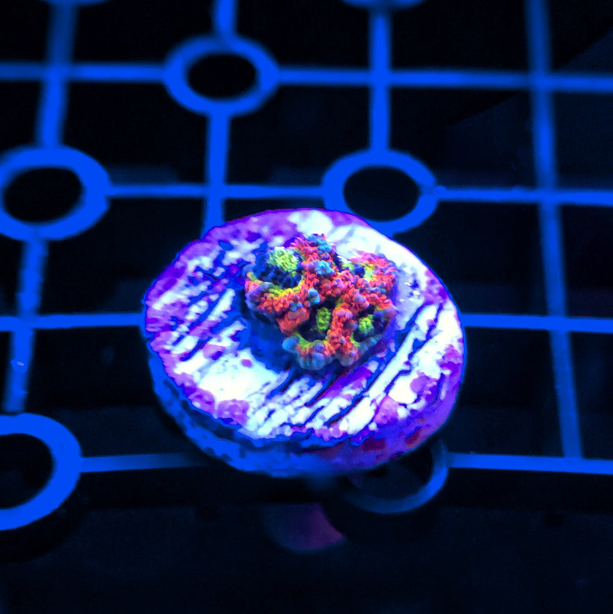 Holy Grail Micromussa Lordhowensis
