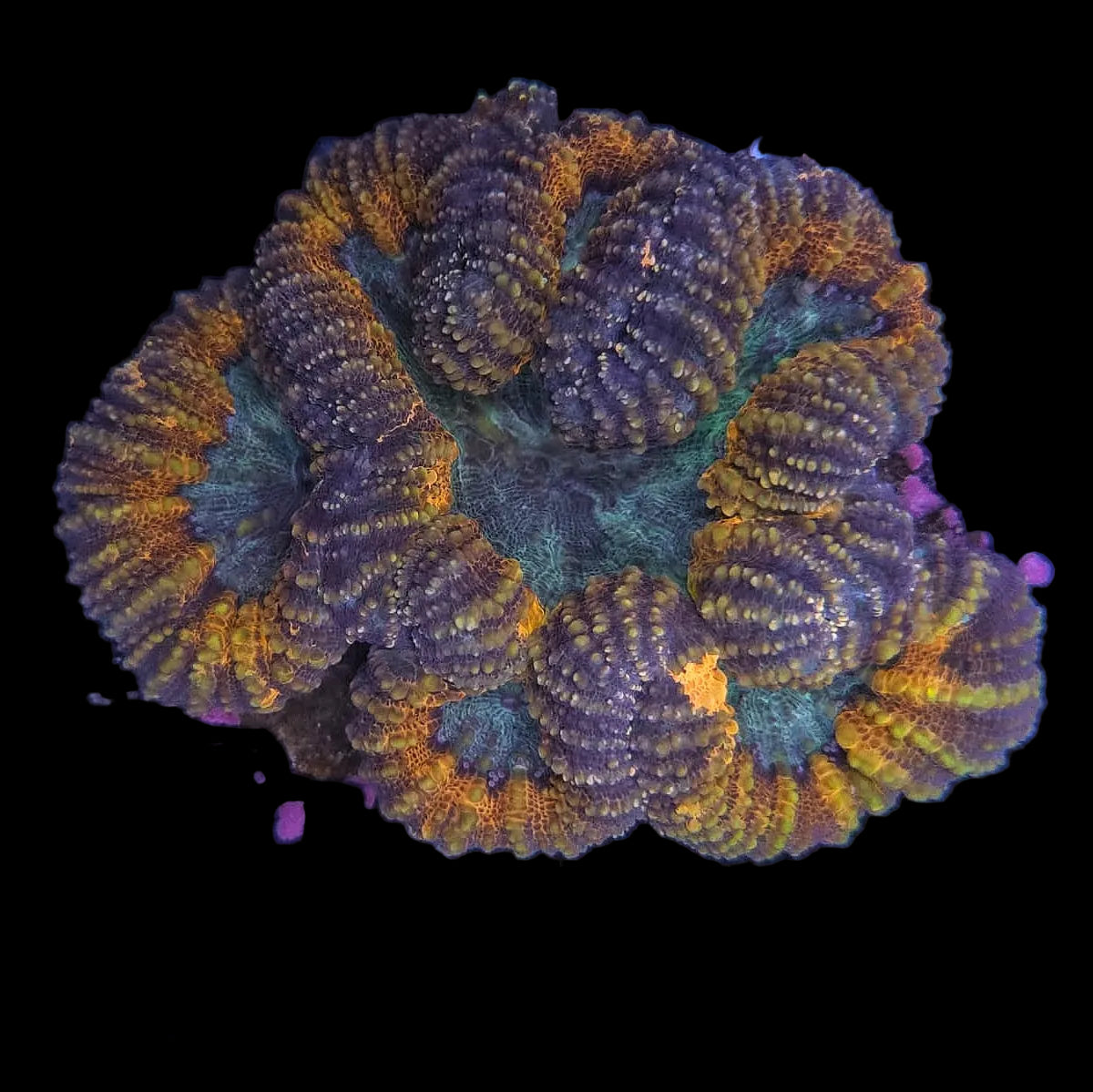 Rainbow Lobophyillia WYSIWYG