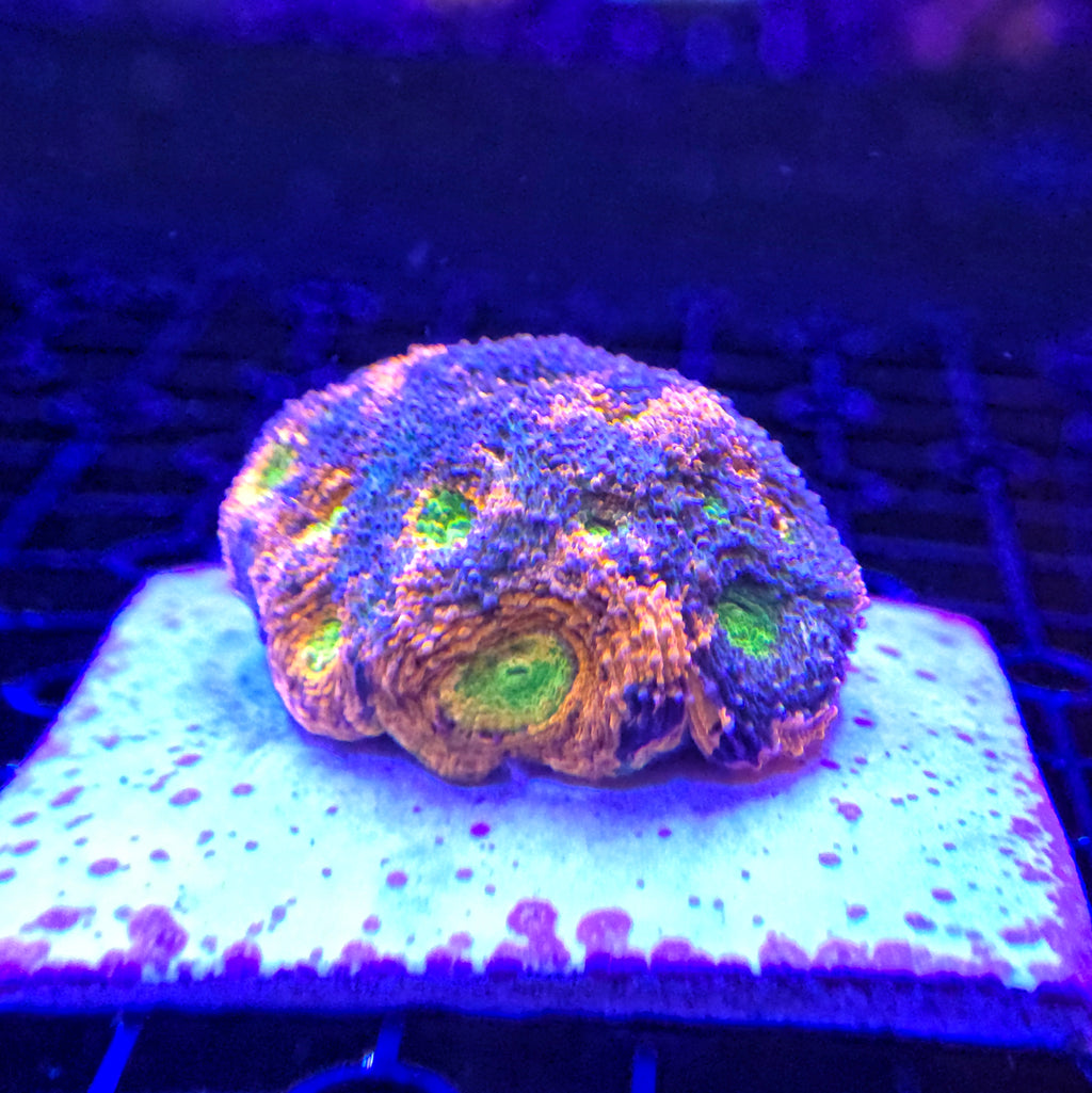 Rainbow Acan Echinata