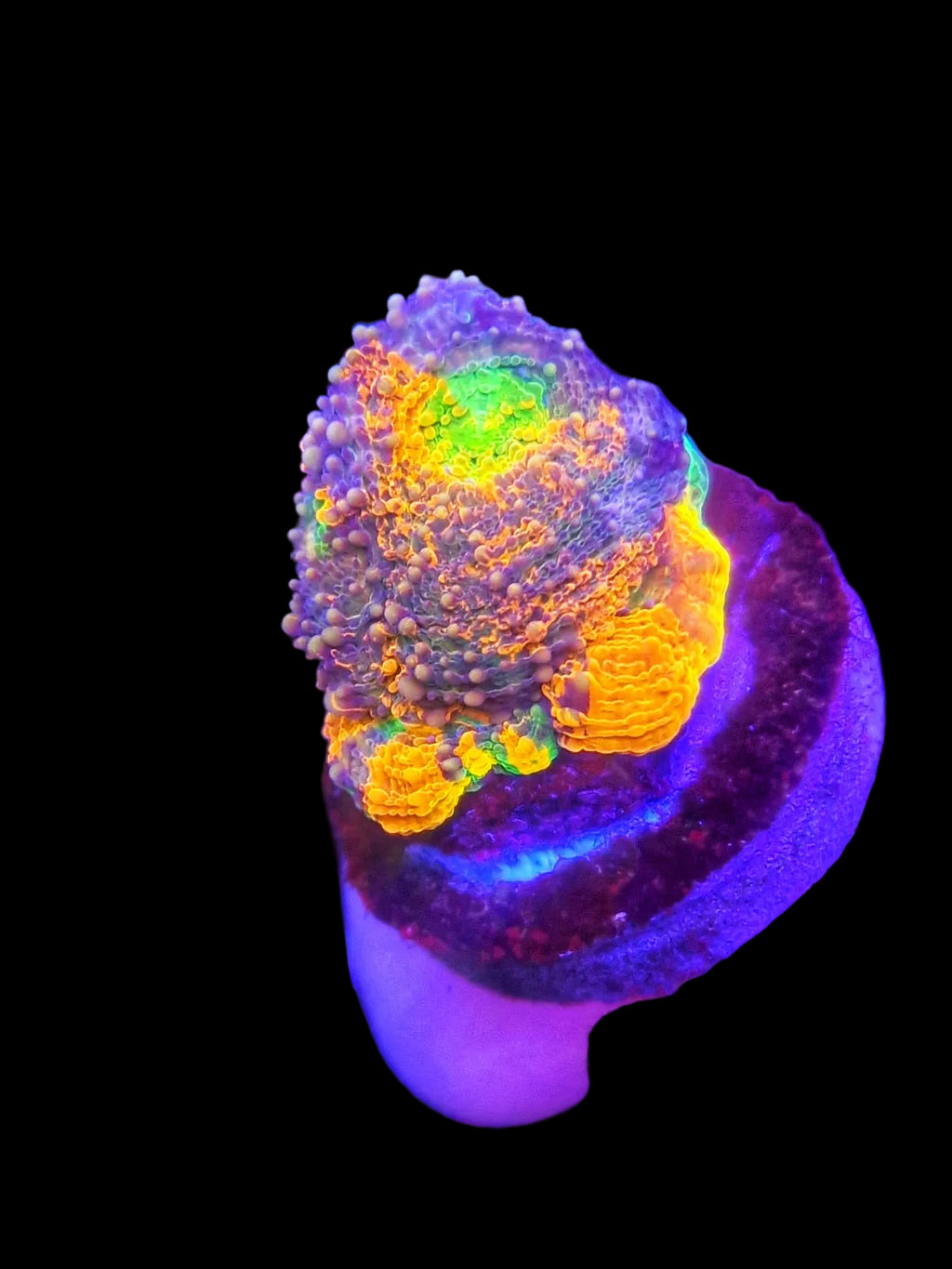 Rainbow Acan Echinata