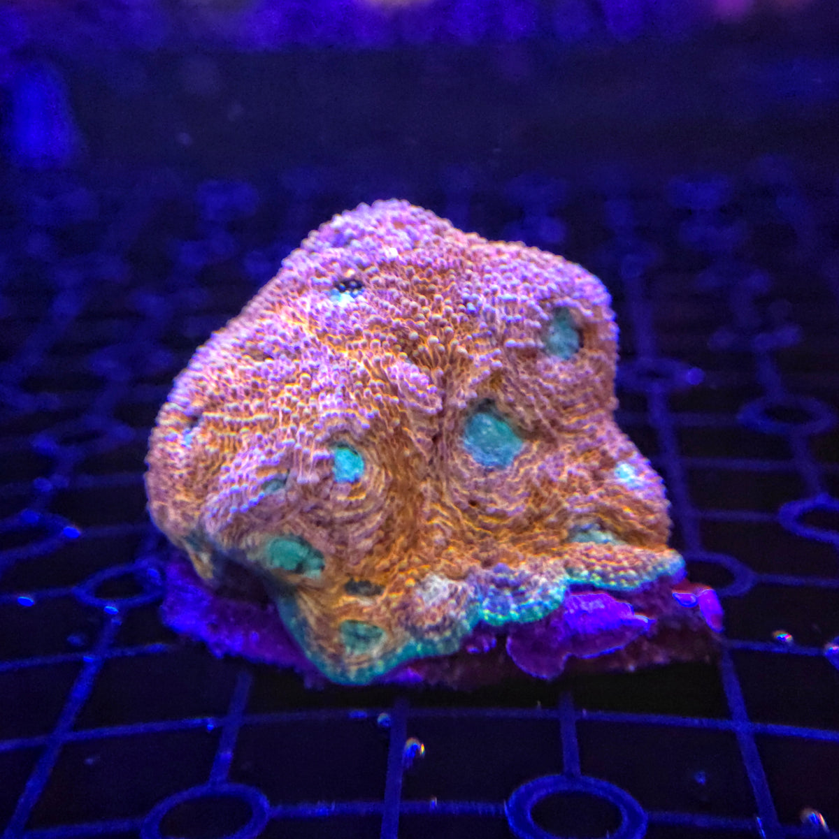 Gold And Turquise Acan Echinata