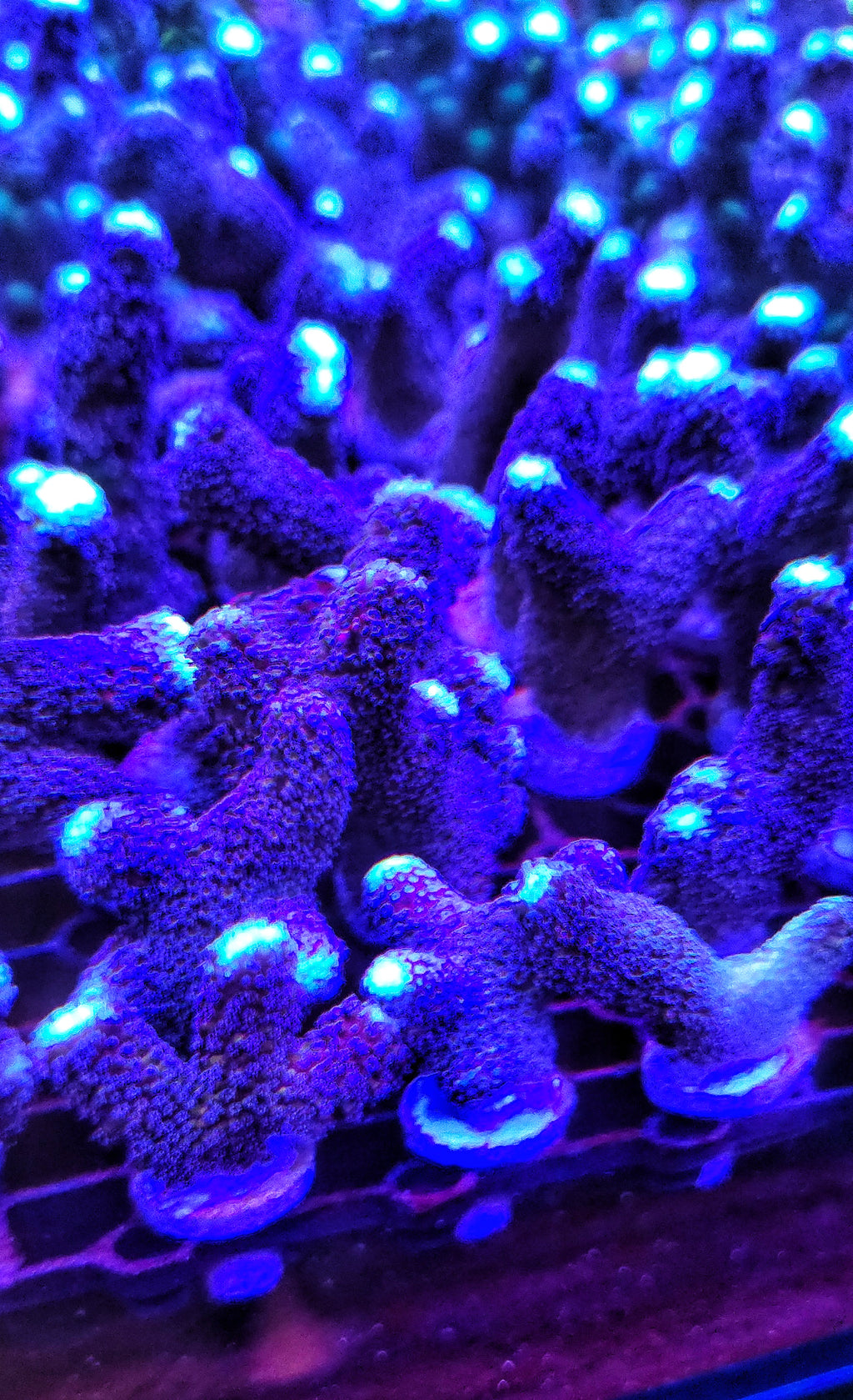 Purple Stylophora (Cats Paw)