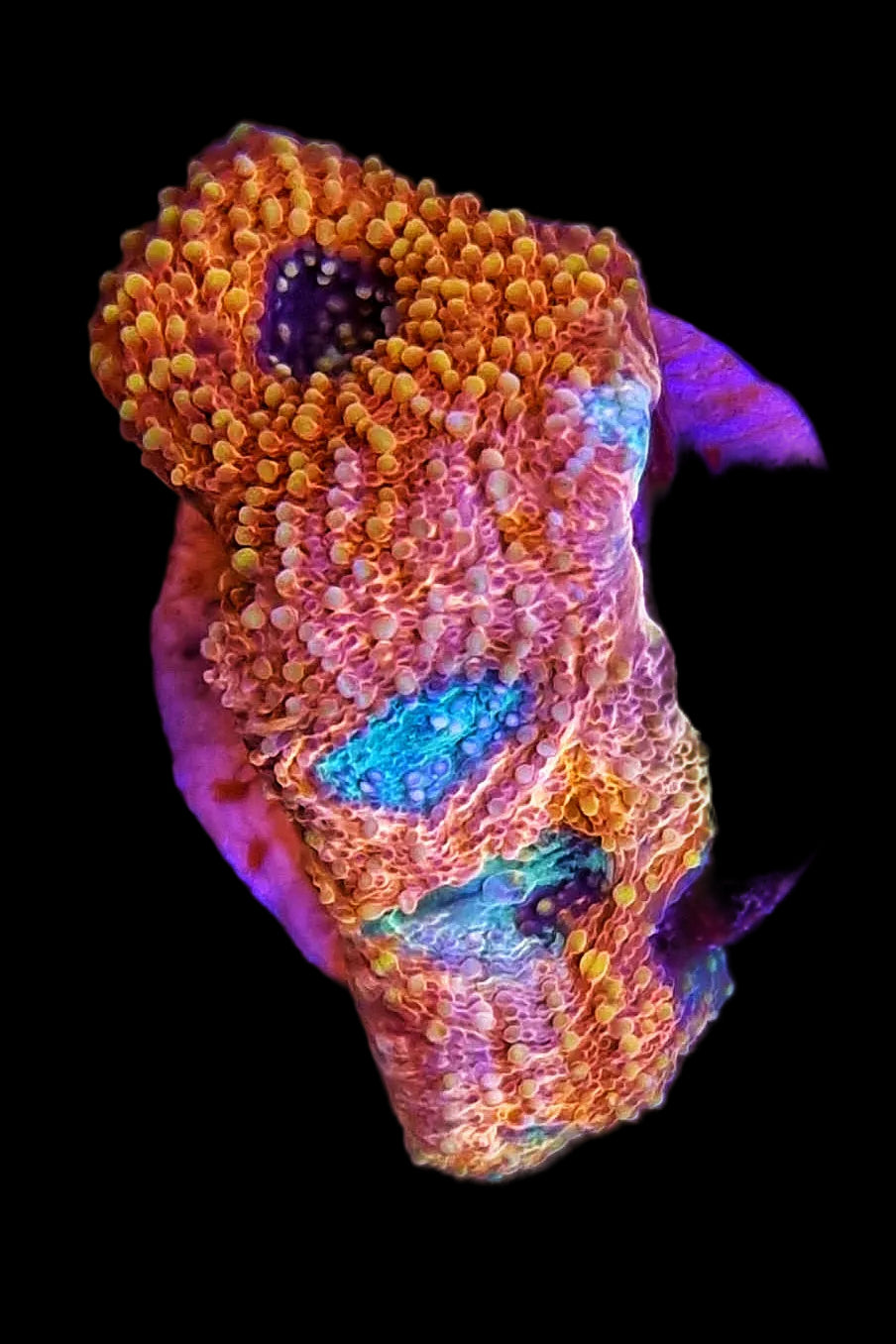 Gold And Turquise Acan Echinata