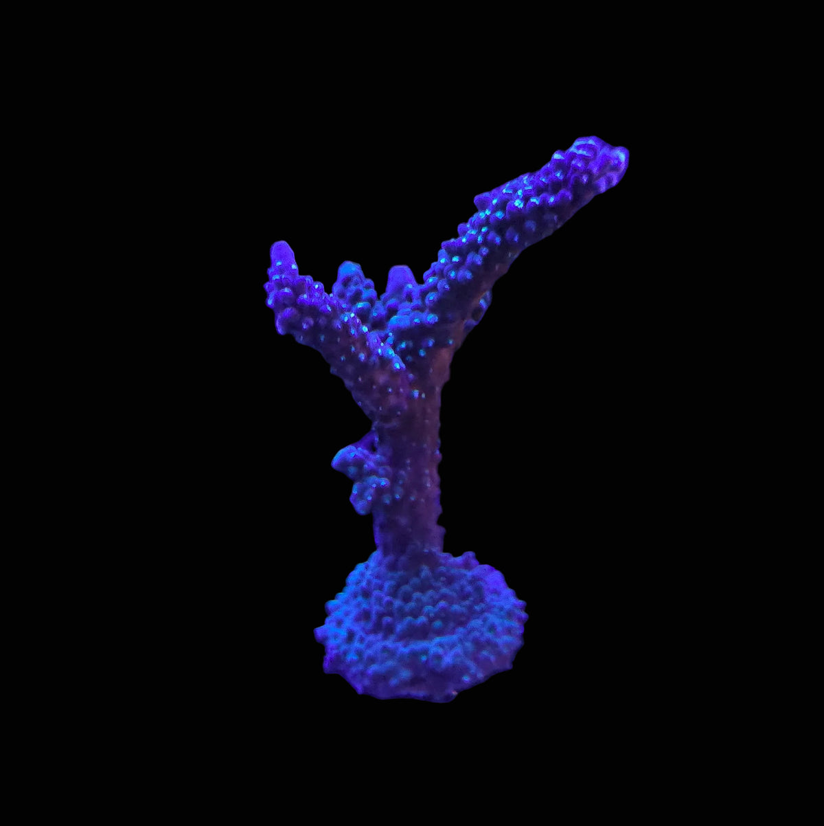 Purple Staghorn Acropora