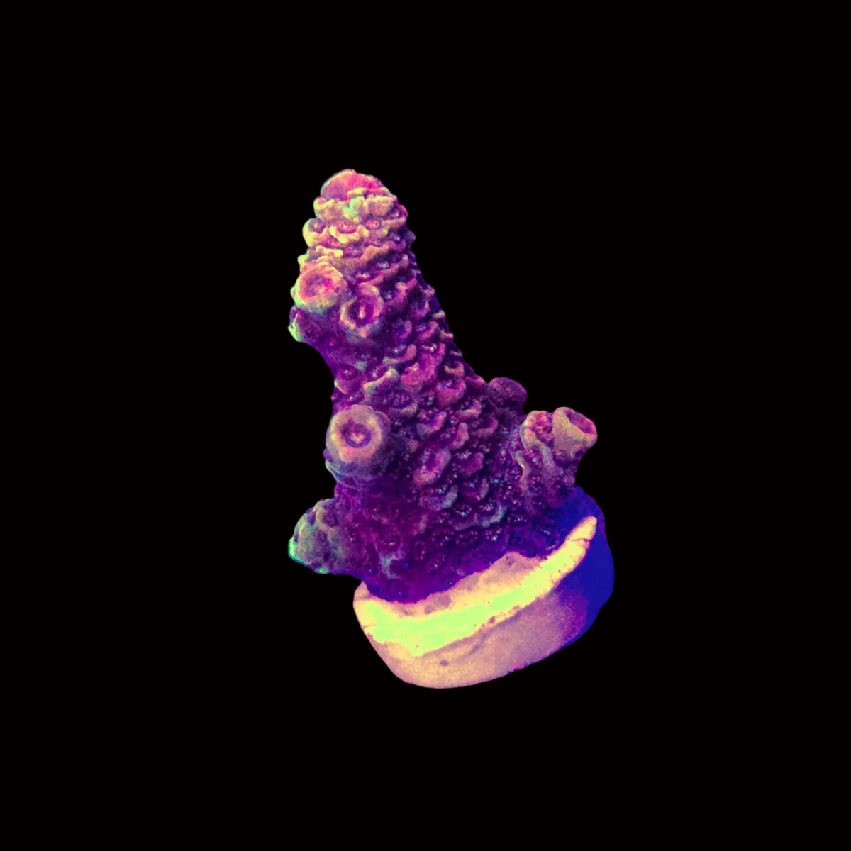 Goldilocks Spathulata Acropora