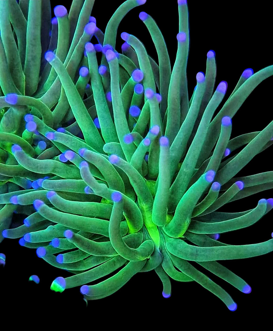 Green with Blue Tip Torch