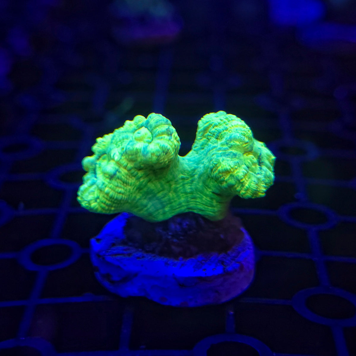 Toxic Green Candy Cane