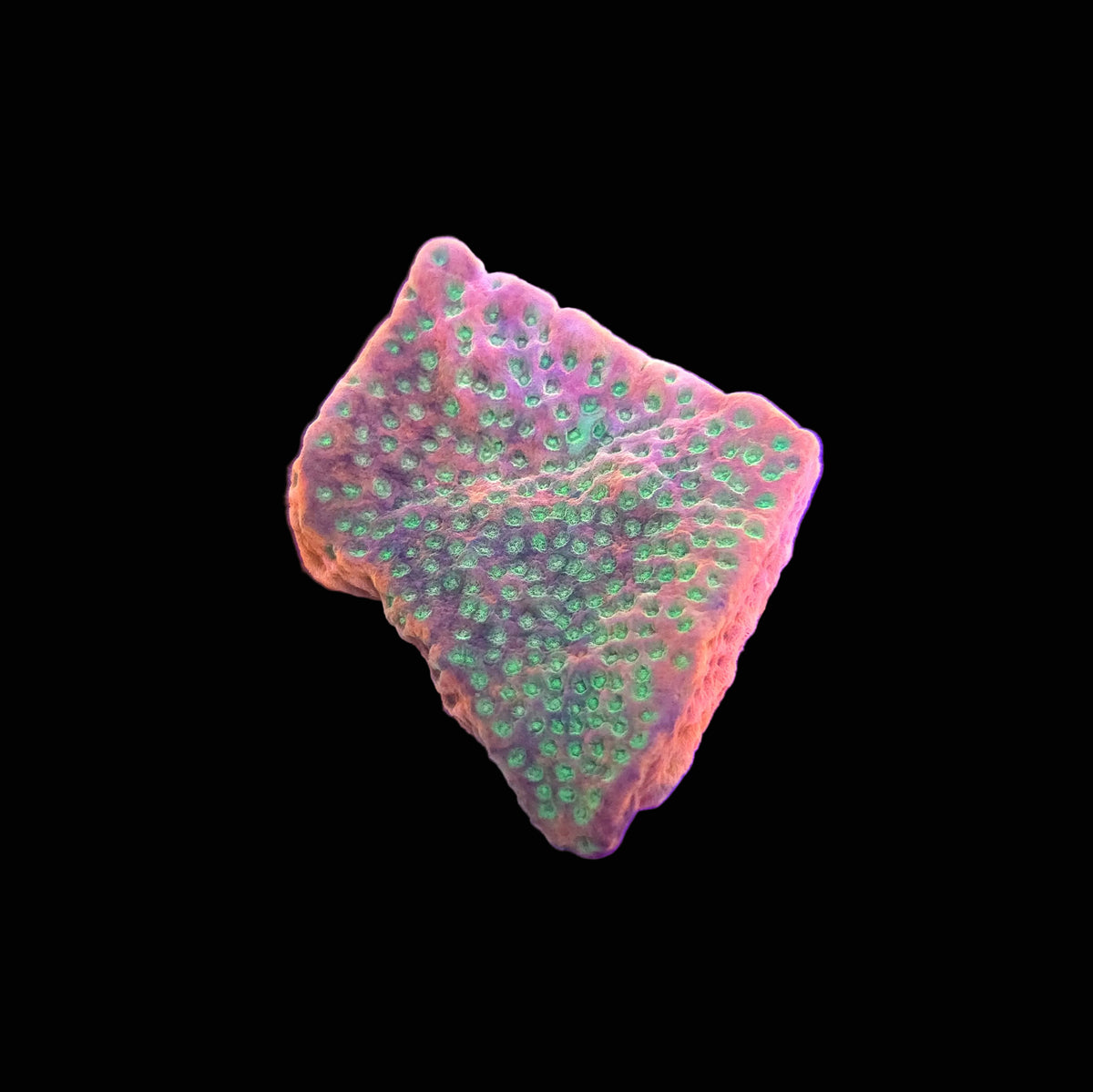 Tropic Thunder Montipora