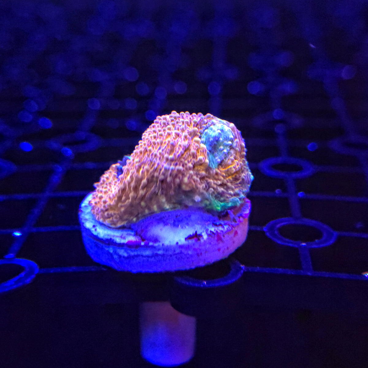 Gold And Turquise Acan Echinata