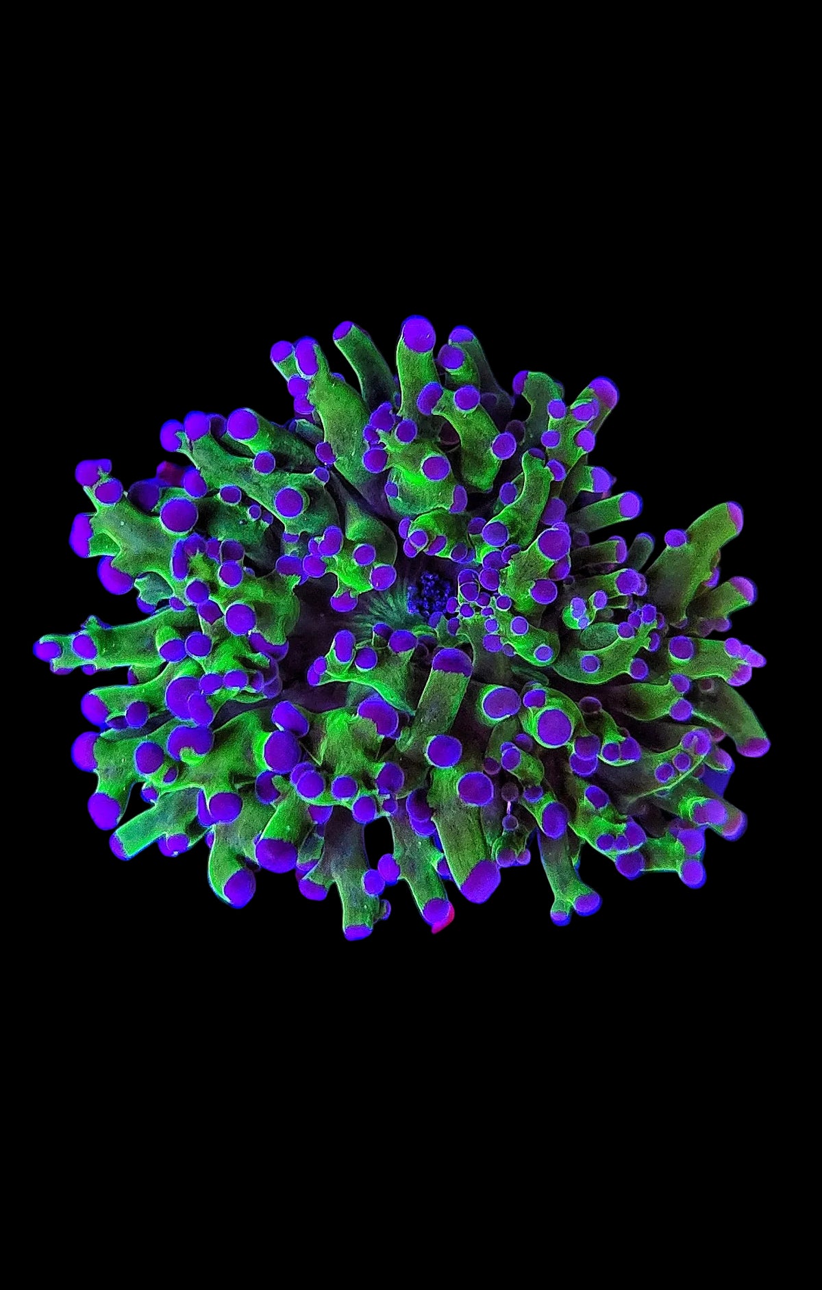 Buzz Lightyear Frogspawn