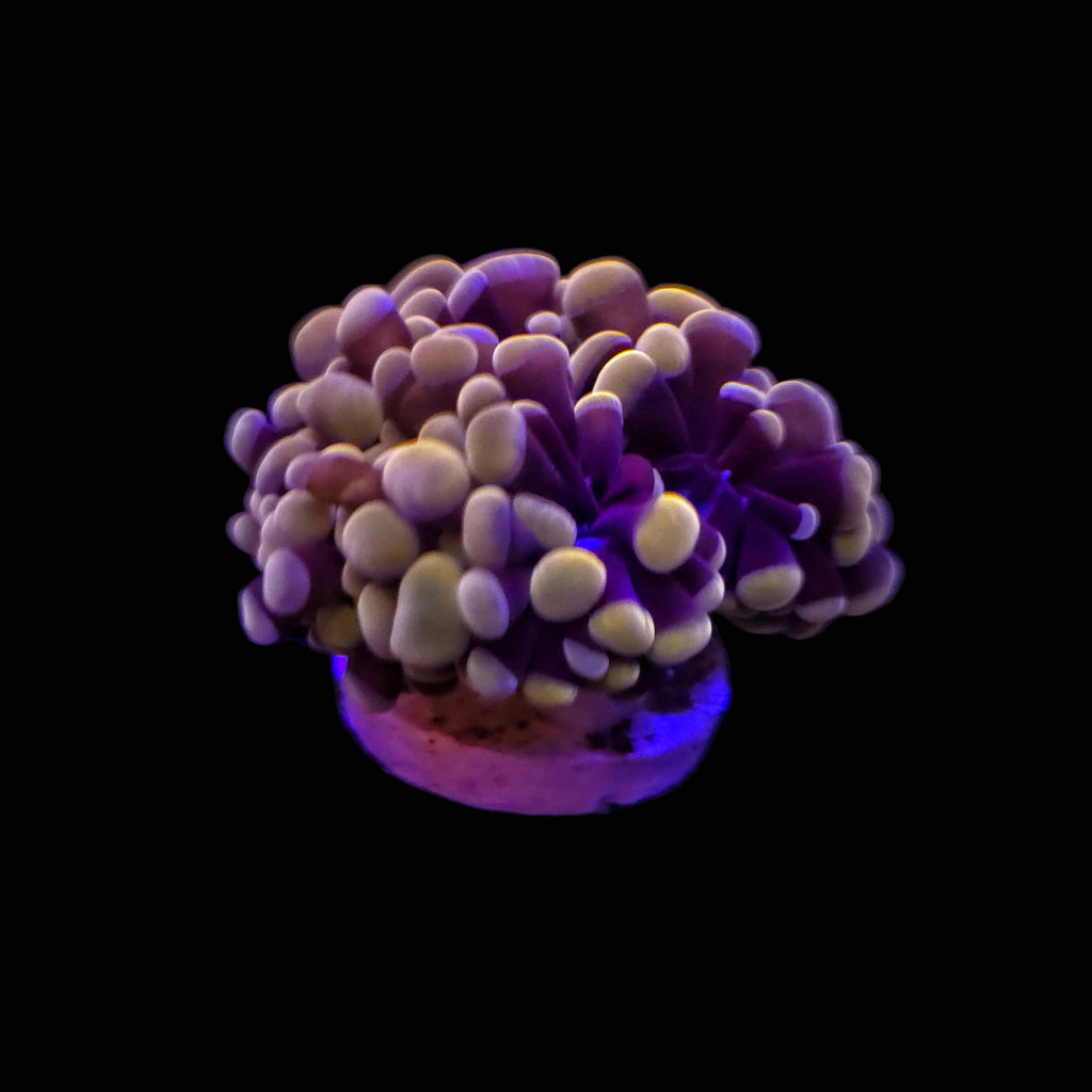 Orange with Purple Stem Hammer