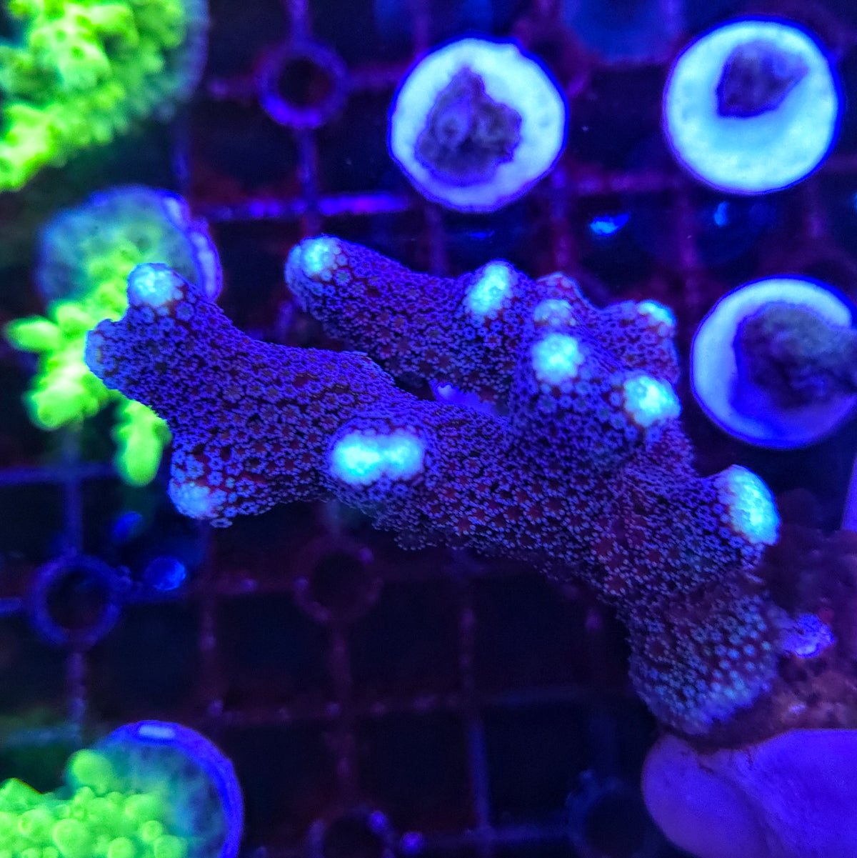 Purple Stylophora (Cats Paw)